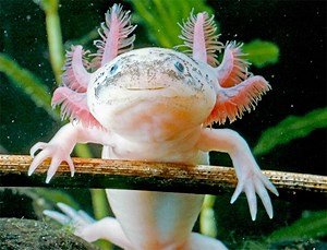 The Axolotl Salamander | Listen in English