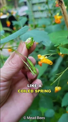 Jewelweed | The Exploding Plant