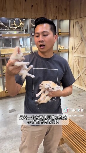 Exotic Pets: The World of Unusual Animal Companions