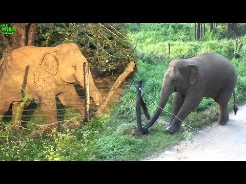Elephants vs. Electric Fences. Amazing Intelligent Animals