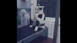 6.2K views · 151 reactions | Crazy Cat 3:) | Techno Love Rave | Facebook