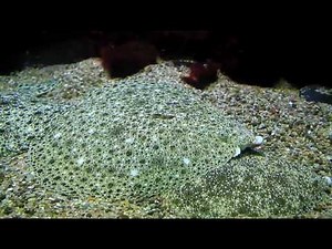 Pollack, Steinbutt (Psetta Maxima) in Aquarium