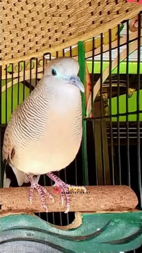 Zebra Dove Call – Relaxing Bird Sounds 135 | #birds #birdsounds #birdsoundscape #birdsong #animals