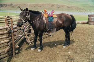 Mongolian Horse Info, Origin, History, Pictures