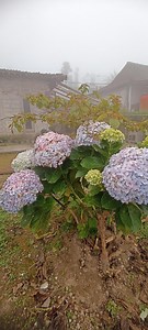 50 Peegee Hydrangea Seeds: White to Pink Panicle Shrub - Perennial Blooms - Etsy Canada