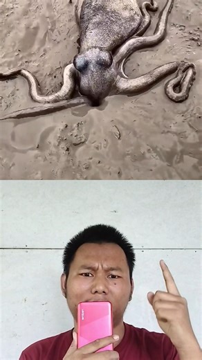 The Great Escape: Octopus Disappearing Act!