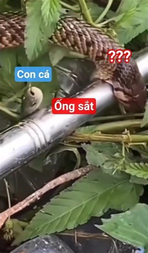 This stupid snake 😂🤣 #shorts #funny #meme #haihuoc #tiktok