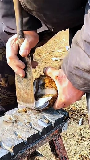 Scraping and trimming a hoof-like object using a large blade on a support stand
