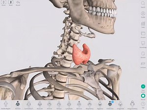 4.5K views · 112 reactions | Discover the Thyroid Gland with Complete...