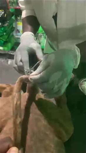 tail docking surgery all kinds of dog surgery #dog