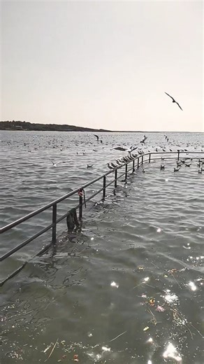 Seagull flying freely over the endless sea 🌊🕊️ | Nature’s calm beauty#seagull #video #youtubeshorts