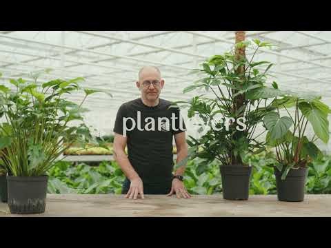 Philodendron Care Guide: Light, Watering & Growing Tips | Plantlovers.eu
