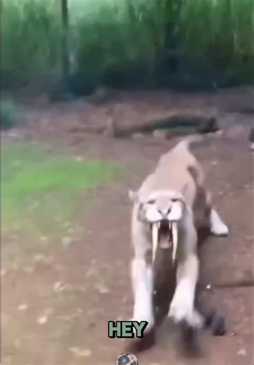 Extinct saber-toothed cat in the jungle 😱