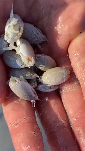 They make great bait! #fish #sand #sand #beach #ocean #florida #crab | Yoink guy