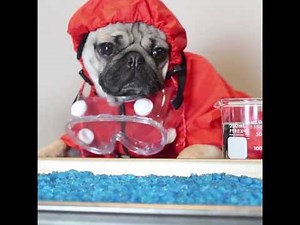 Doug The Pug Is HeisenPug In Breaking Bad (Pug Edition). Can't Stop Laughing!
