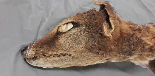 絶滅した動物をクローンで復活できる？標本からRNA抽出に成功