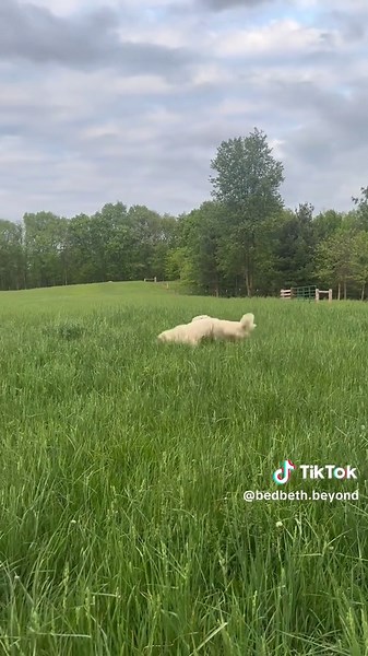 Farm Dog Playing with Goats in the Pasture