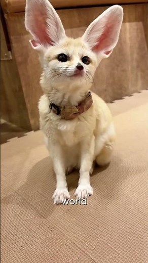 Fennec Fox The Cutest Fox #cute #fox #fennec #cuteanimals