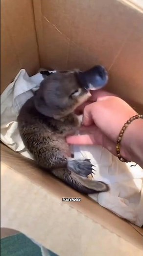 Baby Platypus Called Puggle #platypus #animals #wildlife #nature