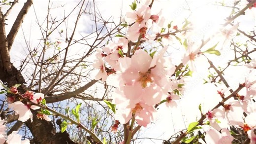 Beautiful spring video of flowering almond branches moving in the wind in the sun's rays in backlight and glare, close-up