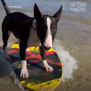 This is the most athletic dog you’ll ever see! Check out more trending stories on ITK: https://bit.ly/39pSMAR | In The Know