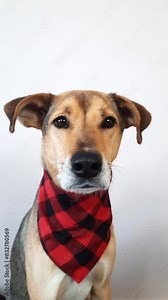 Dog follows with his eyes. pet moves its head and eyes. Dog imitates reading, watching advertisements, or choosing a product with its gaze. Vertical video