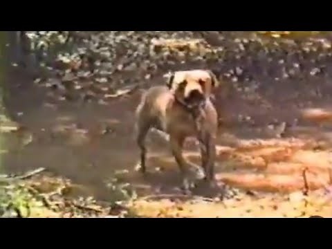 wildside kennel 1993 gamedog apbt