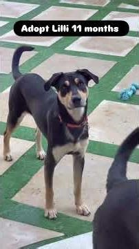 Pet of the Week: Dogs Without Borders Foundation Adoption Pups