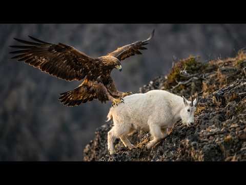 The Golden Eagle Strikes a Mountain Goat and Drags It Off the Dangerous Cliffside