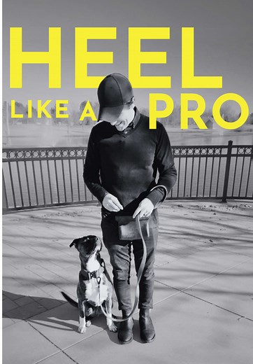 How to Teach Your Dog the Heel Command Effectively