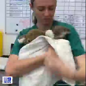 A stuffed toy has helped to distract a koala joey, whose mum underwent treatment for chlamydia at #Currumbin Wildlife Hospital. See the full story, 5.30pm on #9News | 9 News Gold Coast