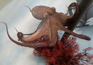 World's first octopus farm stirs ethical debate