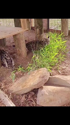 Clouded leopard cubs are routinely raised by hand to prevents parental predation or neglect (which is common in clouded leopards). | Frank Buck Zoo