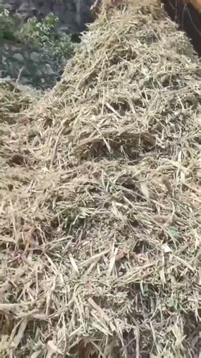 Biomass Crusher for Large-Scale Recycling Plants & Fuel Makers #SawmillRecycling