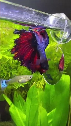 est ce que je peux mettre un combattant avec des guppy?