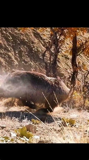 Savage Grounds: Wild Boar HuntDescription: