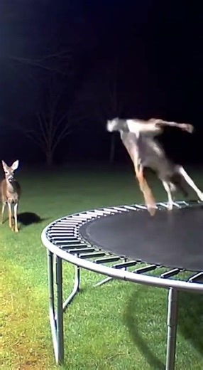 Deer vs Trampoline Epic Bounce Challenge #wildlife #funnyanimals #trampoline