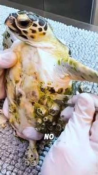 Barnacle infection #shorts #animal