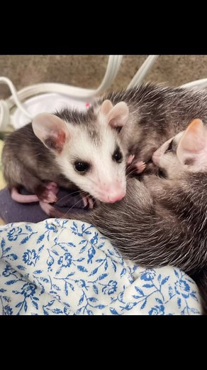 76 reactions · 5 comments | Sunday Scaries or Back to Work Blues...