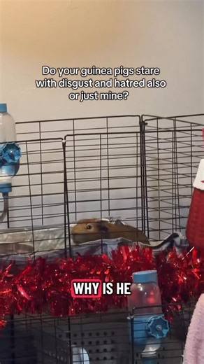 Life With Lar’s Pets on Instagram: "Him and his brother started screaming at the top of their lungs, I told him that was very unnecessary and uncalled for, and Adonis decided to look at me like that 🤣🤣🤣 . . . . . . . . . . #guineapig #guineapigsofinstagram #guineapigs #guineapiglove #guineapiglife #cavy #pets #guineapiggies #guineapiglover #guineapigsofig #petsofinstagram #cute #pet #meerschweinchen #guineapiggy #animals #cavylove #guineapiglovers #cavies #cavia #guineapigoftheday #guineapigs