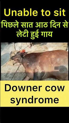 Downer cow syndrome l Dr umar khan