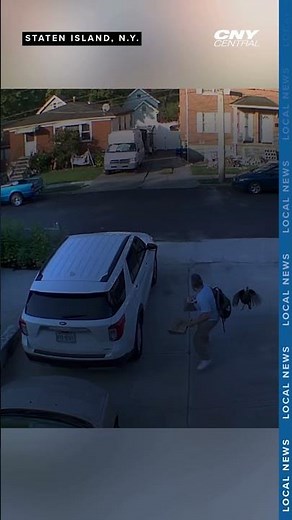 TURKEY TERROR: Turkey chases man around his car before morning commute