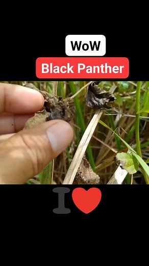 45K views · 644 reactions | #Black Panther/#trending/#viral | Gagam pet | Facebook