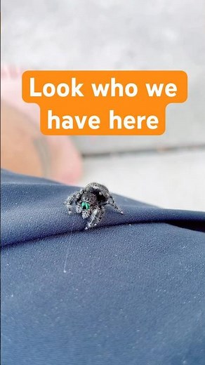 Jumping Spiders are so cool!