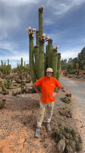 The giants of Cactus Country are ready to burst into bloom! 🤩 These incredible cacti put on their most spectacular show when their flowers open in the evening. This Saturday night is your chance! Come and enjoy the magic of the garden at sunset while tucking into one of Jim’s famous burgers under the stars. 🍔 ✨ Book your table now and witness this rare flowering moment at Cactus Country. Saturday 1st of November from 6pm Remember we are also open on Monday the 3rd of November for the long week