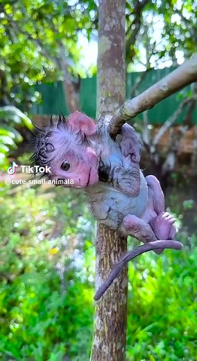 Adorable Baby Monkeys: Cuteness Overload Guaranteed