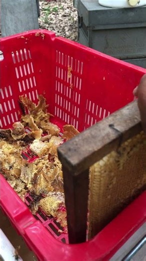 Harvesting Pure Honeycomb: Step by Step #honey #bees #beekeeping