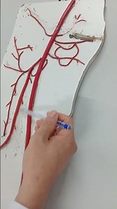 Lower limb arteries #anatomy