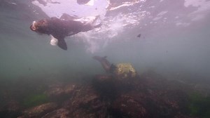 Download Undersea Wildlife Sea Lion in super slow motion 4K 120fps for free