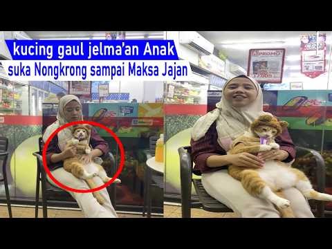 cute! Cats like hanging out and forcing themselves to buy snacks like a cool kid/funny compilation